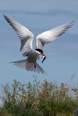 Tern with a fish in its beak in flight. Adult common tern,  Scientific name: Sterna hirundo.