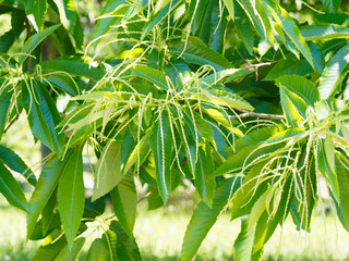 (Castanea sativa) Männliche und weibliche Blüten am selben Baum. Grün und weiß Blütenfarbe