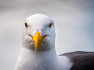 Close up portrait of a seagull (Western gull, Larus occidentalis), perched on a rail at the Monterey Municipal Wharf, along the Monterey Bay of the Pacific Coast of central California.  
