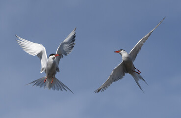 Fototapeta na wymiar Showdown in the sky. Common Terns interacting in flight. Adult common terns in flight on the blue sky background. Scientific name: Sterna hirundo