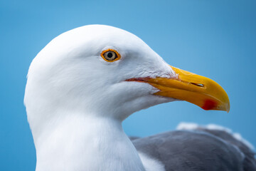 Close up portrait of a seagull (Western gull, Larus occidentalis), perched on a rail at the Monterey Municipal Wharf, along the Monterey Bay of the Pacific Coast of central California.  