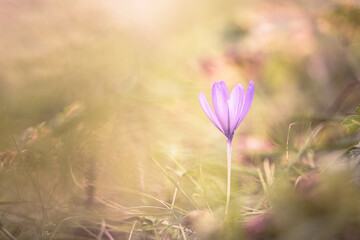 Crocus flower in the grass soft focus © Marc Andreu