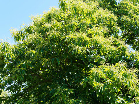 Edelkastanie (Castanea sativa), ein wundersch&ouml;ner Blickfang in gro&szlig;en G&auml;rten