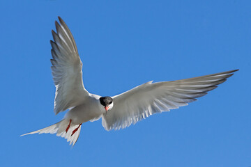 Adult common tern in flight on the blue sky background. Close up, front view. Scientific name: Sterna hirundo