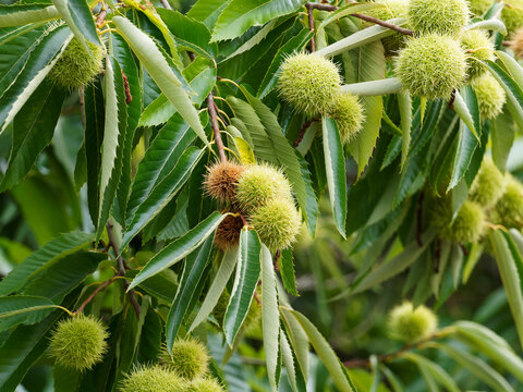 (Castanea sativa) Bl&auml;tter der Edelkastanie noch geschlossene, stachelige Fruchtbecher, anfangs gr&uuml;n und zur Reife gelbbraun cupula im Oktober