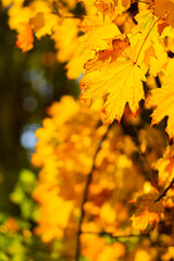 Naklejka na ściany i meble Maple leaves on a blurred background. Autumn background with yellow maple leaves