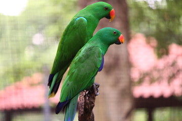 Parrots photo taken from Kuala Lumpur Bird Park, KL, Malaysia.