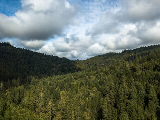 forest in the mountains