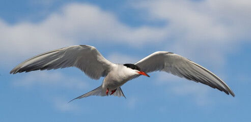 Adult common tern in flight on the blue sky background. Close up, front view. Scientific name: Sterna hirundo