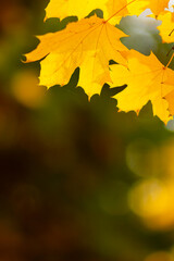 Naklejka na ściany i meble Maple leaves on a blurred background. Autumn background with yellow maple leaves
