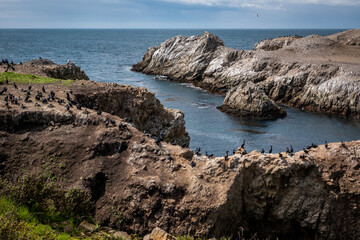 Fototapeta na wymiar Cormorants congregate on Bird Rock, at the Point Lobos State Natural Reserve, along the Monterey Bay of central California.