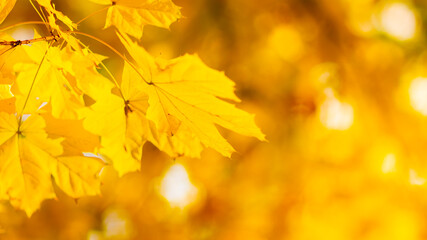 Maple leaves on a blurred background. Autumn background with yellow maple leaves