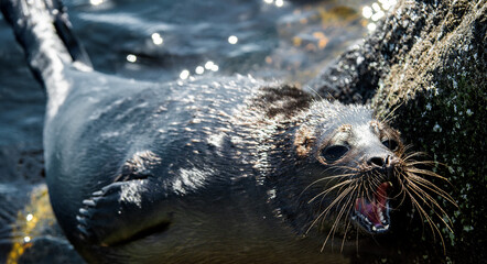 The Ladoga ringed seal with open mouth. Close up. Scientific name: Pusa hispida ladogensis. The Ladoga seal in a natural habitat. Ladoga Lake. Russia