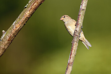 The house sparrow (Passer domesticus) sitting on a branch. Female sparrow sitting on a branch with...