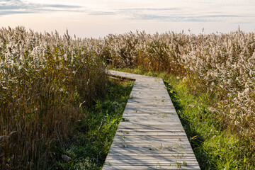 Obraz premium Wooden nature trail in the Randu Meadows with surrounding grass and reeds in September in Latvia