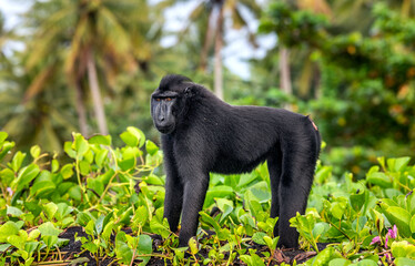 The Celebes crested macaque.  Crested black macaque, Sulawesi crested macaque, celebes macaque or the black ape. Wild nature. Natural habitat. Sulawesi. Indonesia.