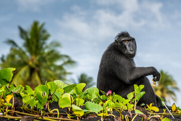 Obraz premium The Celebes crested macaque. Crested black macaque, Sulawesi crested macaque, celebes macaque or the black ape. Wild nature. Natural habitat. Sulawesi. Indonesia.