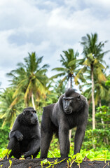 The Celebes crested macaques .  Crested black macaque, Sulawesi crested macaque, celebes macaque or the black ape. Wild nature. Natural habitat. Sulawesi. Indonesia.