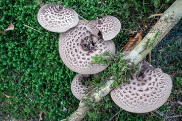 Habichtspilz . Sarcodon imbricatus . Shingled hedgehog