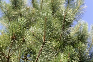 Needles of a red pine, Pinus resinosa