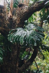 Monstera on tree