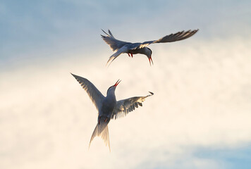 Showdown in the sky. Common Terns interacting in flight. Adult common terns in flight  in sunset light on the sky background. Scientific name: Sterna hirundo.