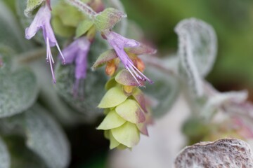 Flower of a Cretan dittany or hop marjoram, Origanum dictamnus