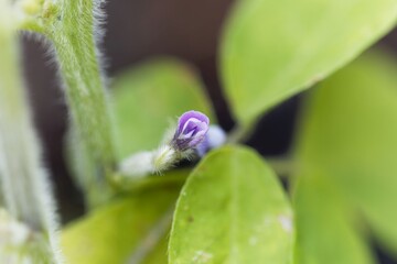 Flower of a Soybean, Glycine max