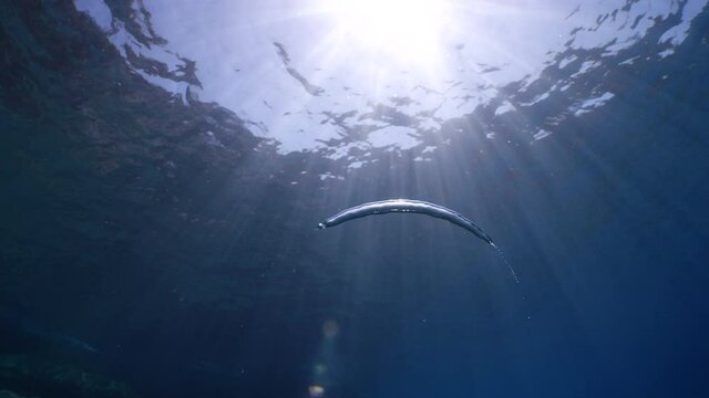 air bubbles underwater in blue water moving strange some in focus some out of focus making nive background shapes with sun rays and sun shine