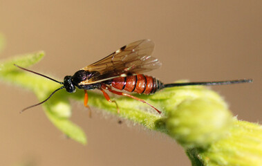 Ichneumon (Exeristes roborator)