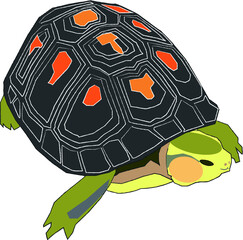 セマルハコガメ