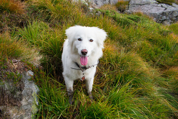 Hiking with Husky Dog Through Europe Hiking Trail Near Stavanger Norway