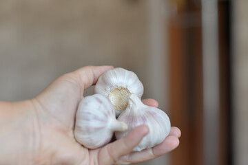 Fototapeta na wymiar a girl's hand holds garlic at home in the country after harvesting