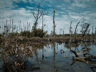 Reflection of Dead trees in water at Death Valley National Park