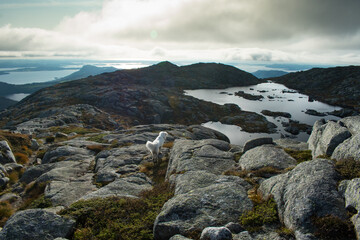 Inspiring Dog in Nature on Mountain-European Hiking Fjords Near Stavanger Norway