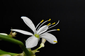 Mały, biały kwiat na czarnym tle.