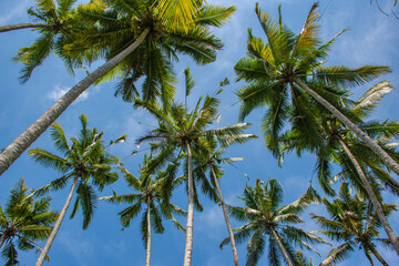A bunch of tropical coconut tree in a sunny summer day close to rice field in Bali