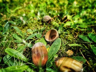 snail on the grass © Marcin