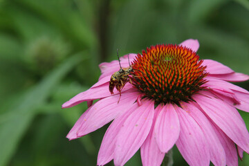 Mating Beetles on Pink and Orange Flower