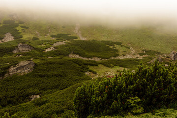 Obraz premium Carpathian mountains in summer fog, the area near Lake Brebeneskul, rain and fog in the mountains.