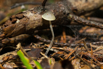 Mycena,
tiny forest mushrooms, macro photo
