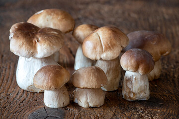 boletus mushrooms