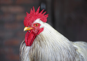 Rooster on a brown background. Red fire rooster. Portrait of a Rooster's head.