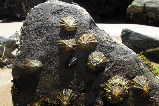 Lapas sobre piedra