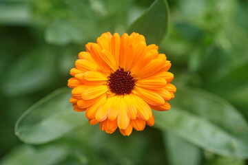 Calendula flower on green nature summer background, selective focus. Calendula medicinal plant. Calendula officinalis.