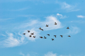 flock of ducks