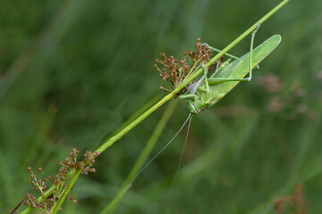 Heuschrecke
