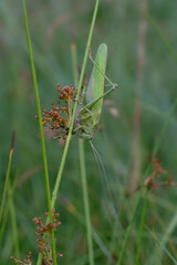 Heuschrecke