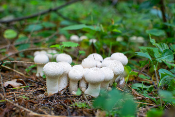 Mushrooms Lycoperdon perlatum, popularly known as the common puffball, warted puffball, gem-studded puffball, wolf farts or the devil's snuff-box in the forest autumn. 