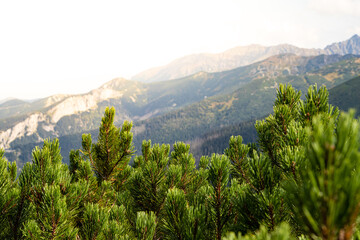 Fototapeta na wymiar Mountain pine in Tatras. Mountains in the background